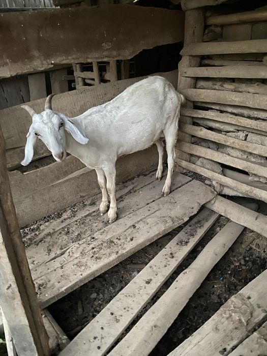 Vând capre anglo nubian un țap , trei calre si o ieduță