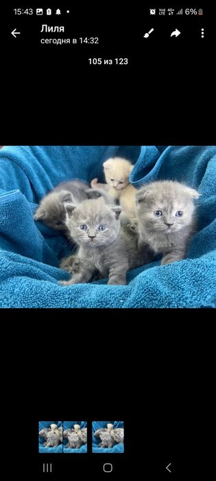 Готовятся к продаже милые котята