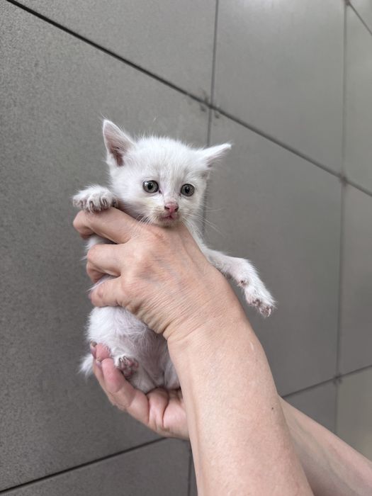 Отдам котят (девочку и мальчика) в добрые руки