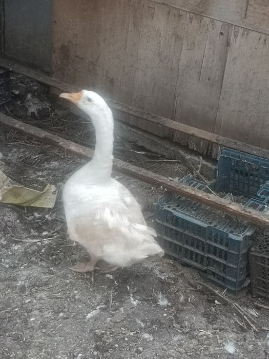 Продаю молодого гуся
