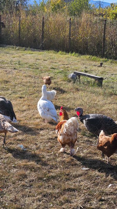 Големи пуйки за празниците, кокошки