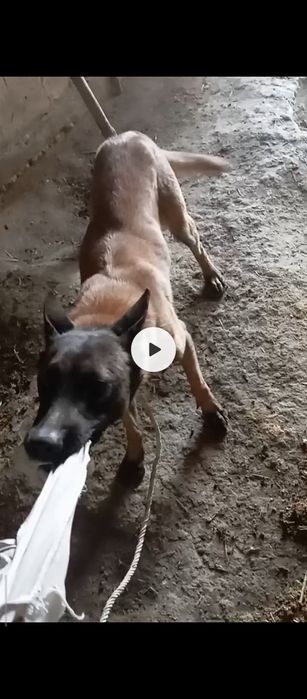 Малиня 9 оелик пирвазное