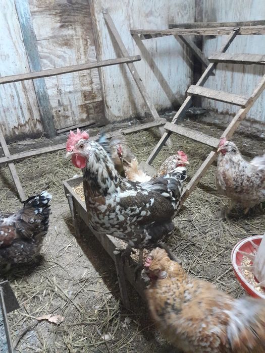 Цыплята шведский блюмен