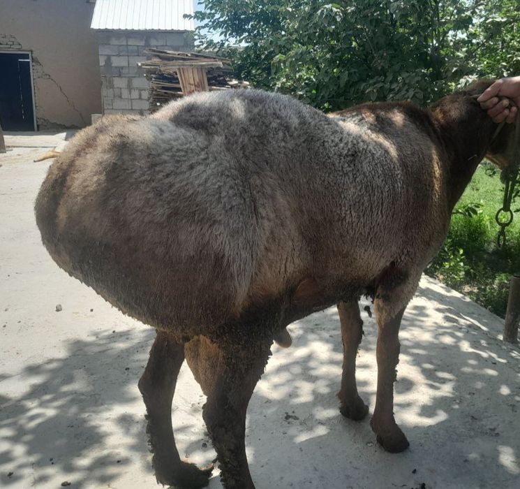 Arashan parodali qoʻchqor sotiladi