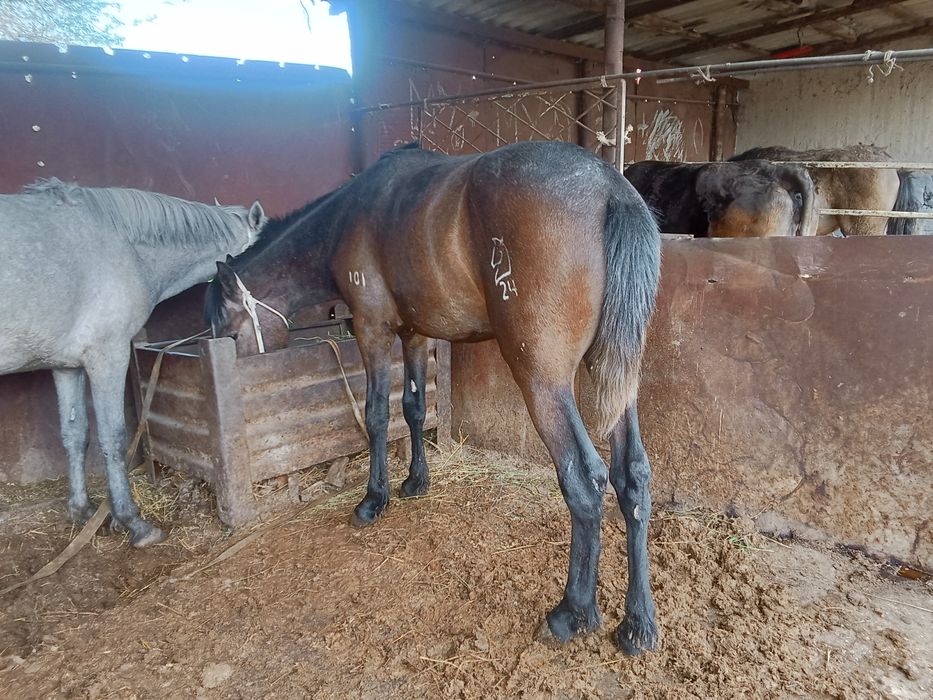 Байтал мен донен сатылады