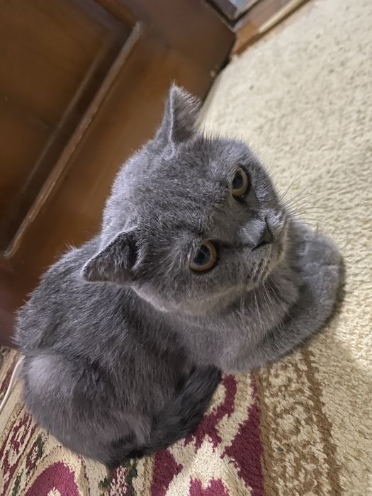 Отдаем кошечку в хоршие руки