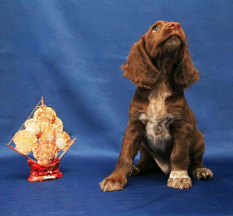 Спаниель Шоколадка