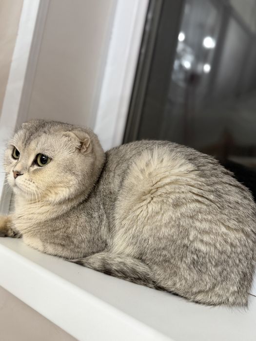 Ищем кота (мальчика) для ВЯЗКИ