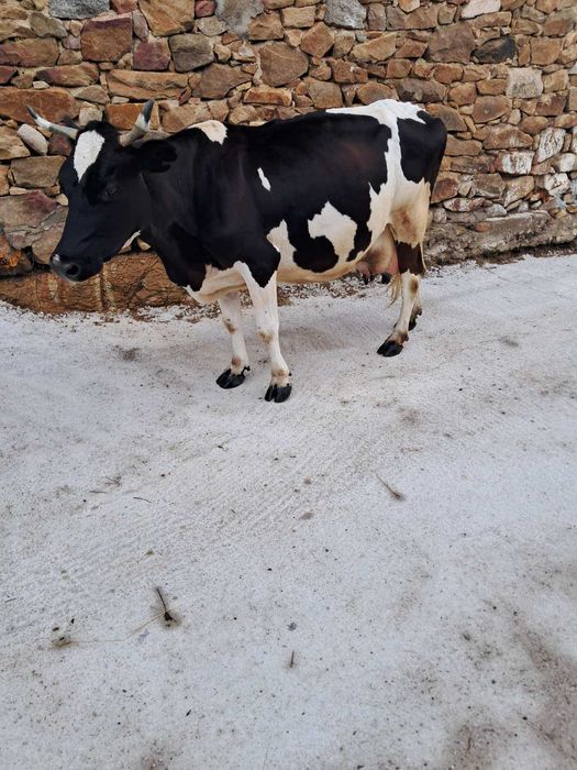 Продавам крава..
