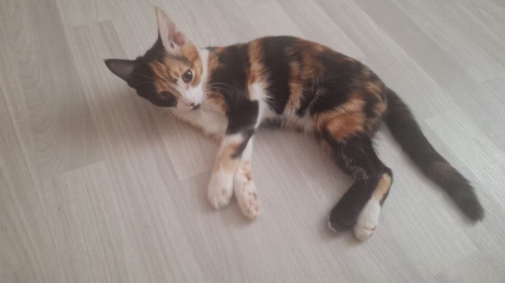 Котенок домашний