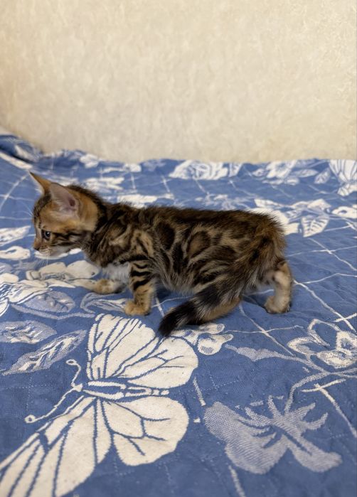 Бенгальский котенок с родословной