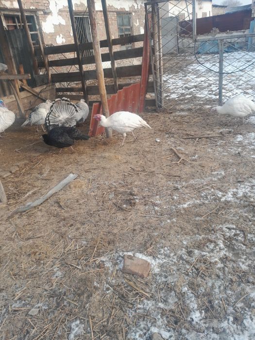 Продам индюков на развод