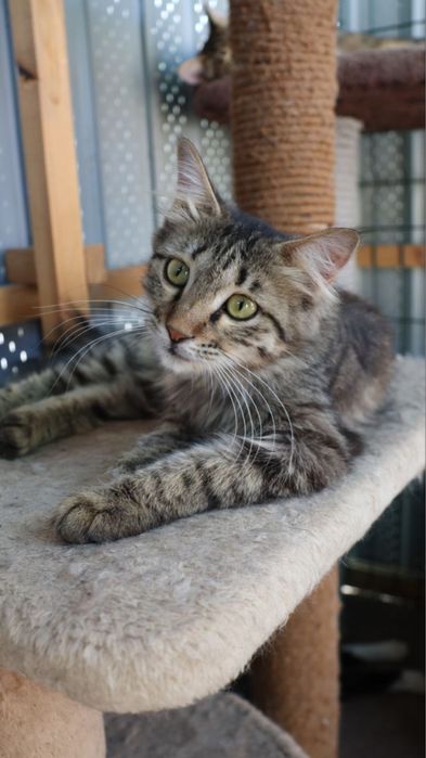 Красота пушистая ждёт своих родителей!