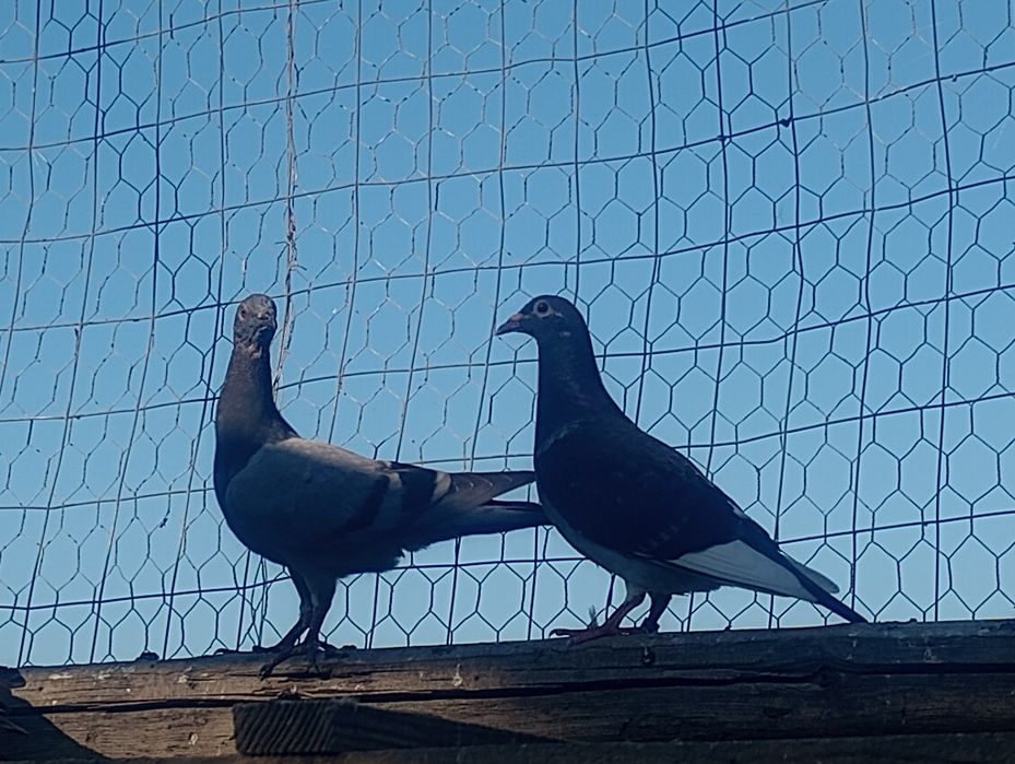 Porumbei albi și colorați