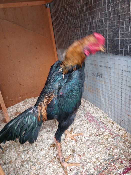 Dakan xo'roz privaznoy