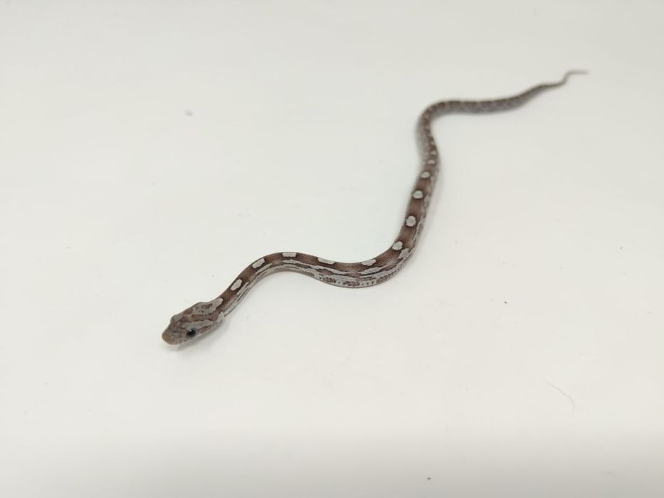 Царевичен Смок / Pantherophis guttatus