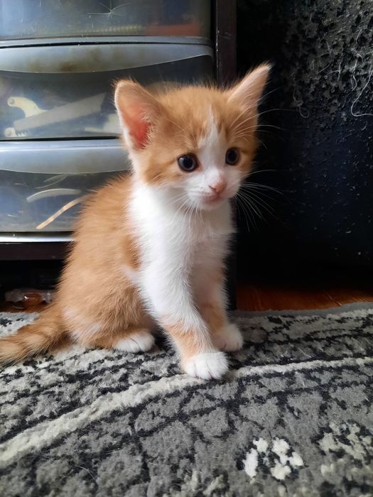 Милый котик ищет семью