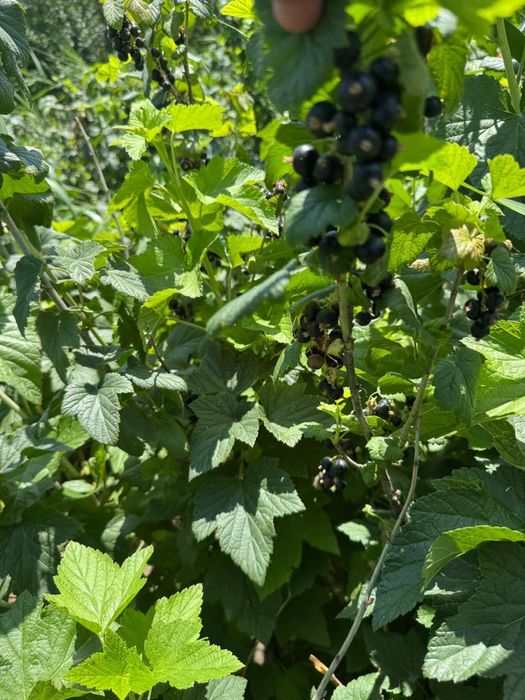 Малинк смородина Ежемалина