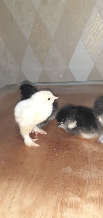 Продам суточных цыплят