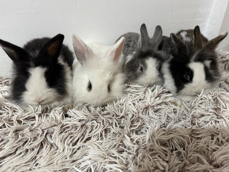 iepurași cap de leu de companie