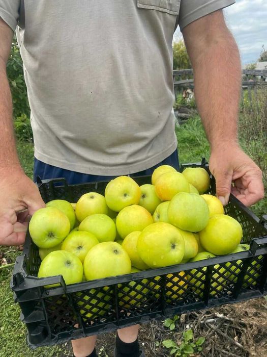 Продам яблони_Местные. Яблоки крупные.