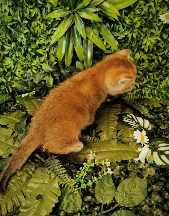 Котята Шиншилла Золотая