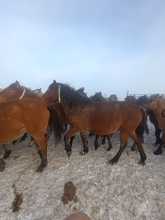 Продам животноводческое хозяйство