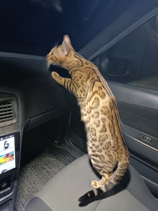 качественные Бенгальские кошки