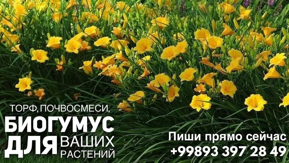 Биогумус - натуральное органическое удобрение, лучшая добавка в грунт