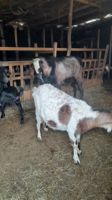 Vând capre metis anglonubian