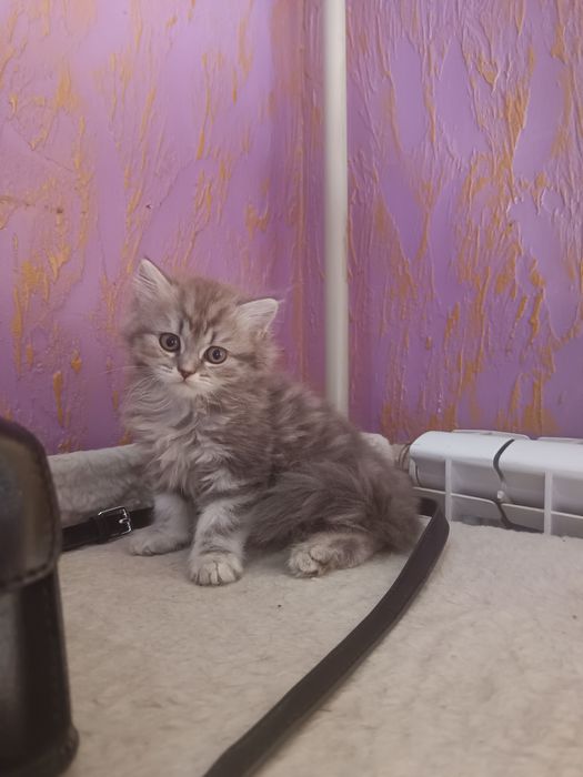 Котята пародистые