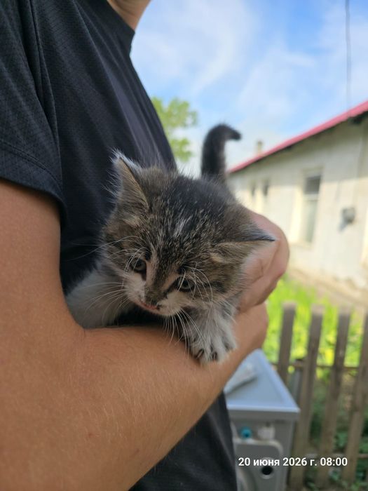Котёнок мальчик в добрые руки