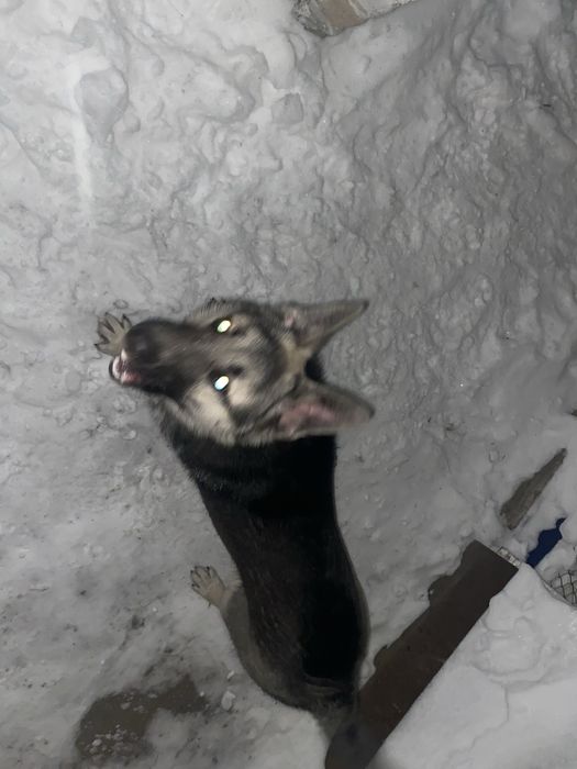 Отдам немца в добрые руки