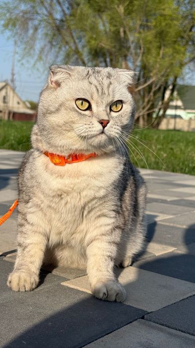 Вислоухий кот…..