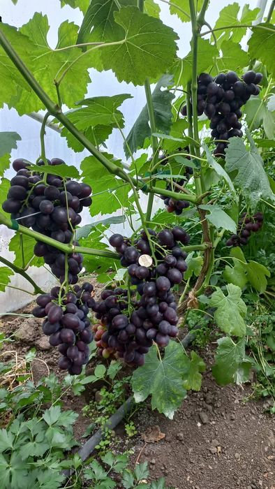 Podarok Nesvetaia vita de vie