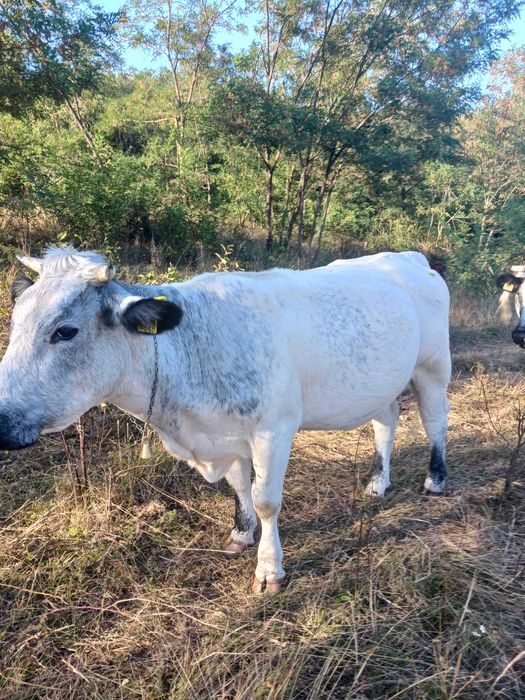 Animale domestice mai exact vaci din gospodarie propie