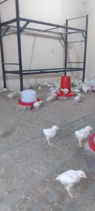 Jojalar sotlad 45kunlik