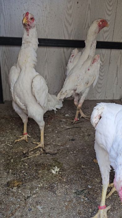 Tagidagi kementariyani oqib tel qilin .Nems o shamo 100%