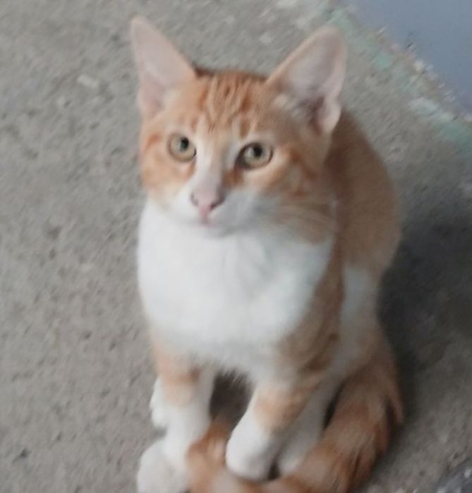 ofer spre adoptie pisic