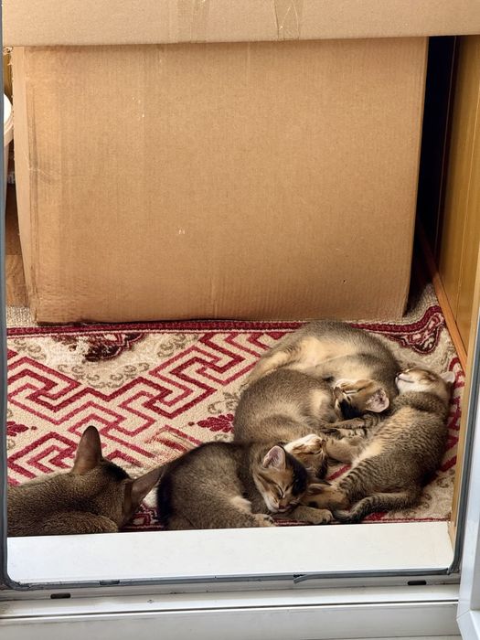 Продам котят Чаузи F4