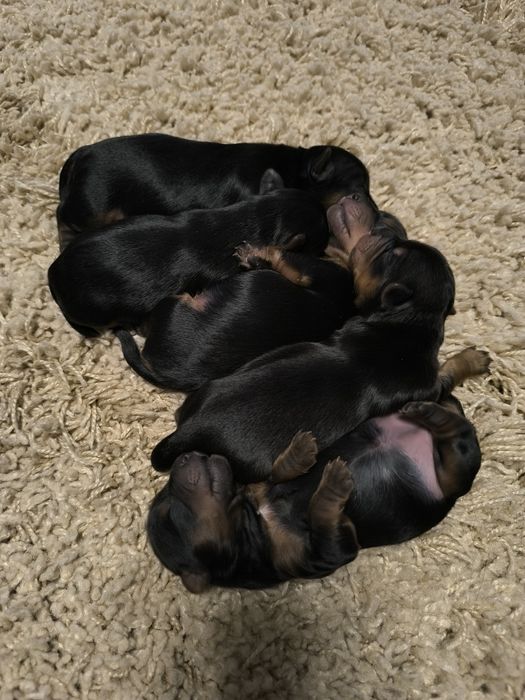 Йоркширски териер (Йорки)