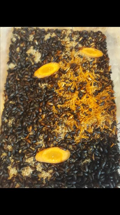 Vănd viermi de făină MEALWORMS.