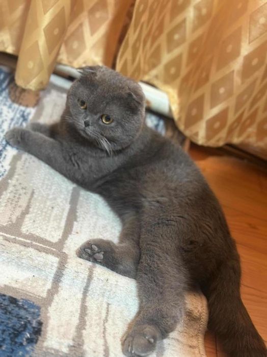 Скотиш фолд тоза зотдор еркак мушукча