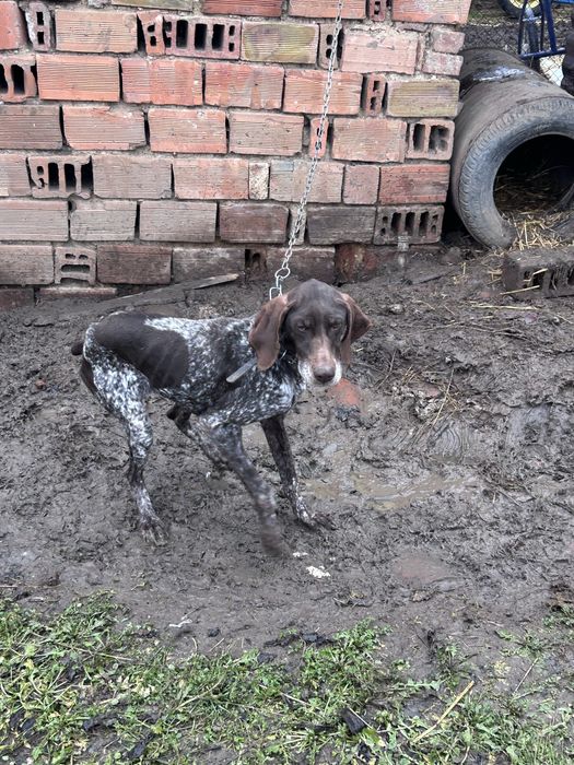 женски курцхаар