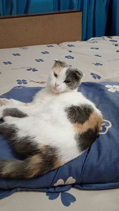 Продам кошечку, британскую вислоухую