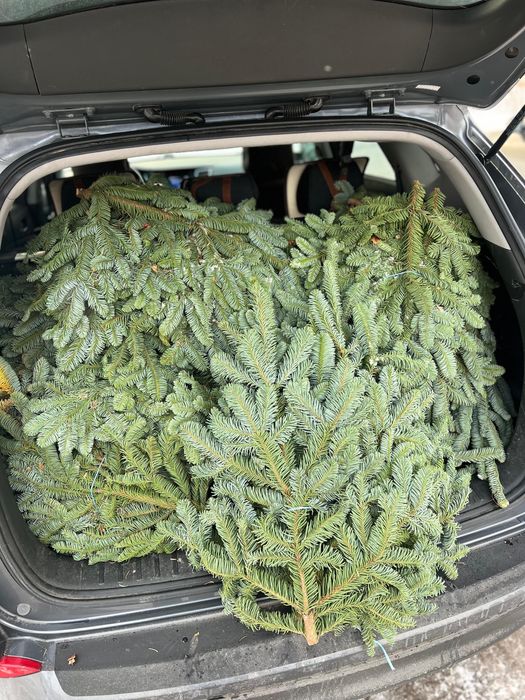 Нобилис ,нортлэнд