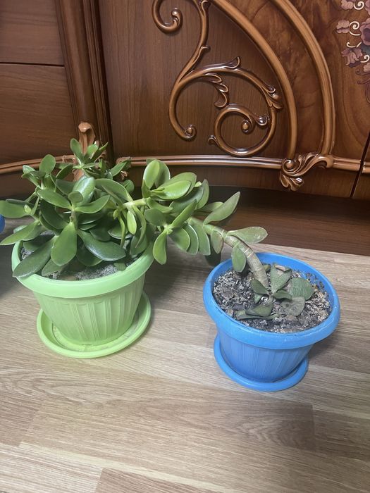 Гулдер/Цветы