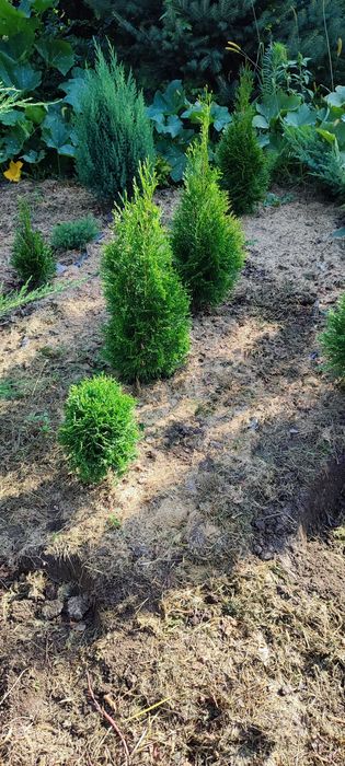 Продам туи, можжевельник