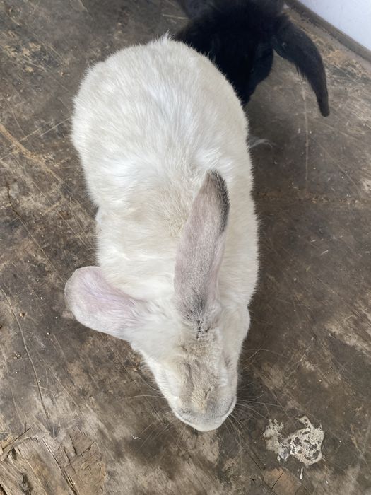 кролики разной породы, не микс