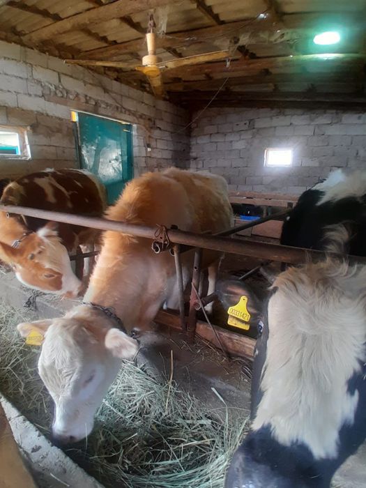 Продаётся жирный тёлка